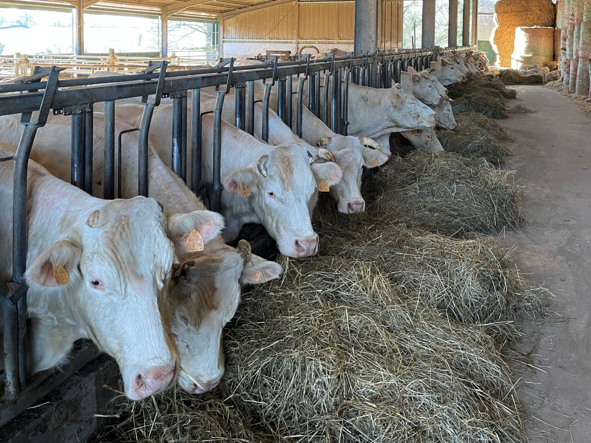 Des vaches charolaises au cornadis dans une stabulation, le foin étalé devant elles.