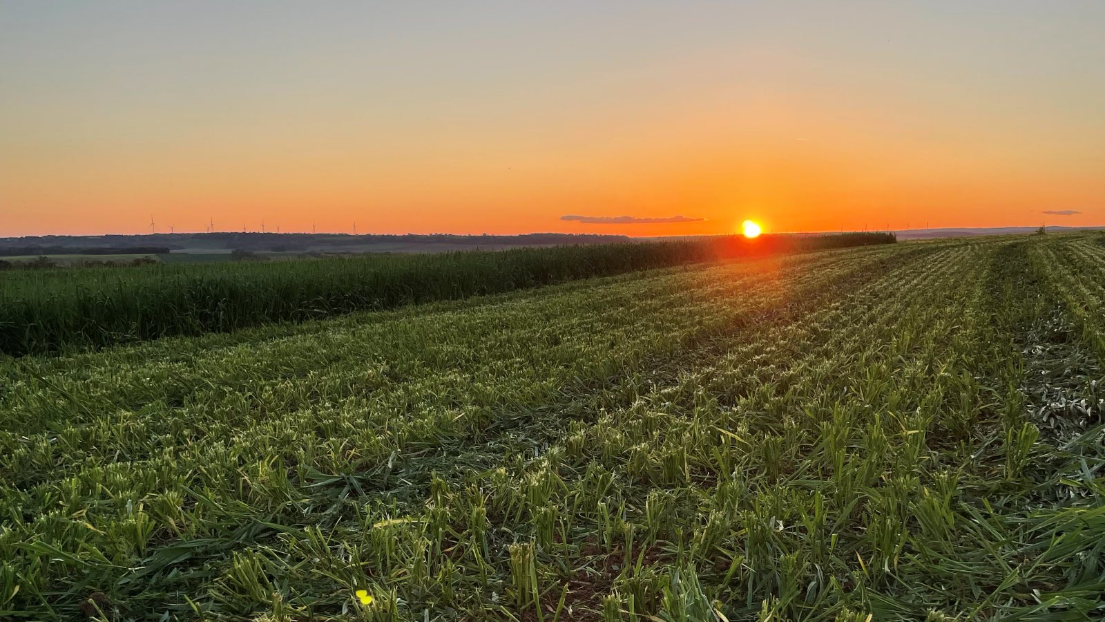 Une parcelle de seigle fourrager qui vient d'être récoltée pour l'ensilage des vaches, au coucher du soleil, des éoliennes à l'horizon.