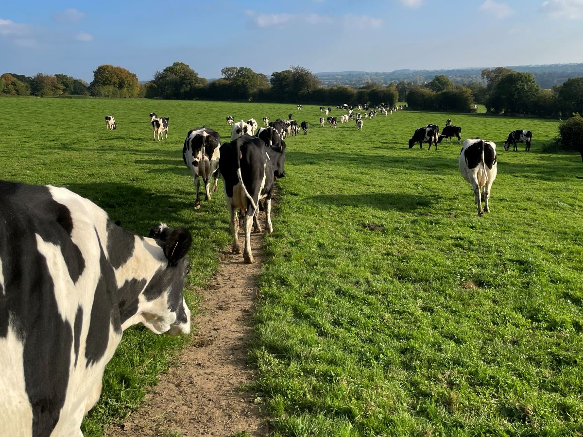 Des vaches Prim'Holstein qui partent au pré sur un chemin herbeux.